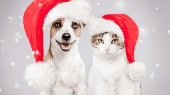 christmas dog and cat