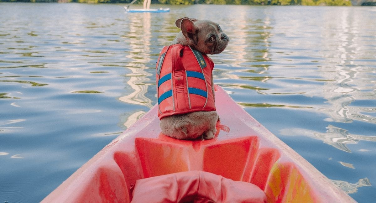 Can French Bulldogs Swim? A Comprehensive Guide to Safe Water Play
