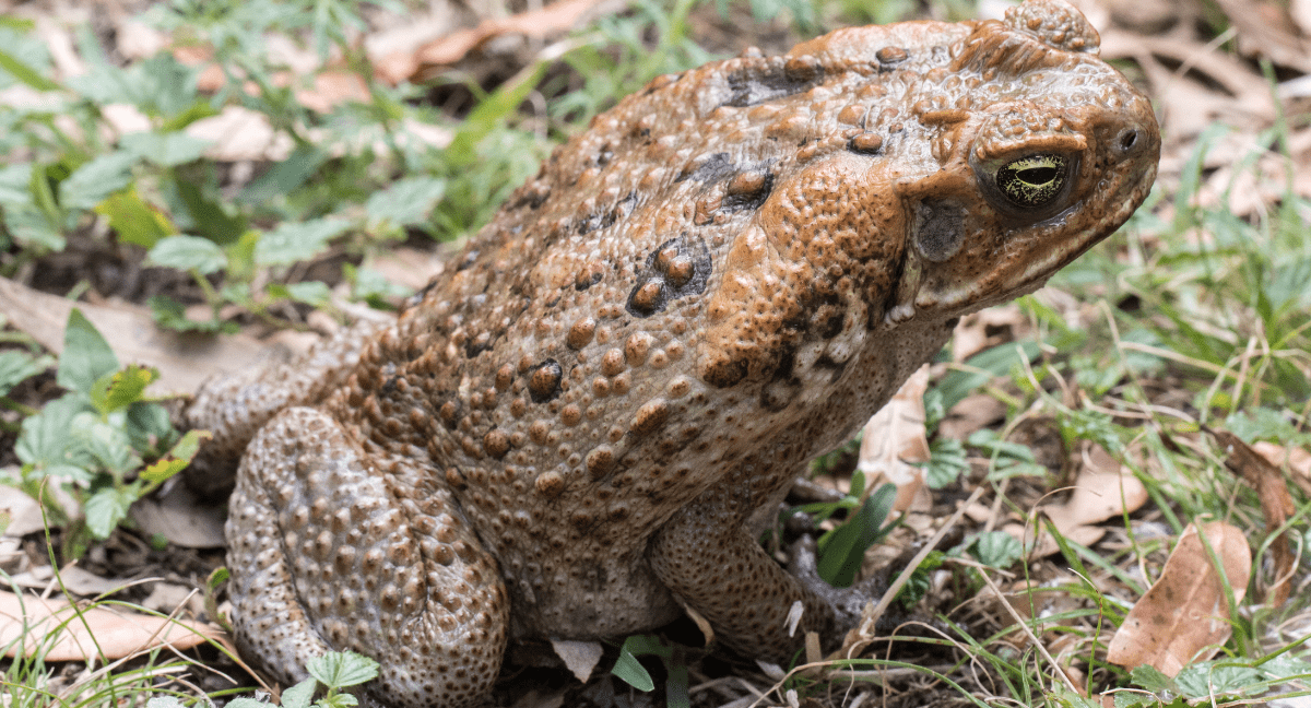 are frogs dangerous for dogs