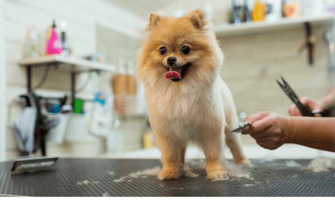 when should i get my puppy groomed