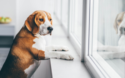 How to Help Your New Dog Adjust to Your Home