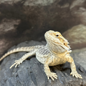 Bearded Dragons