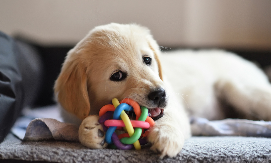 Factors To Consider When Choosing The Right Toys For Your Dog