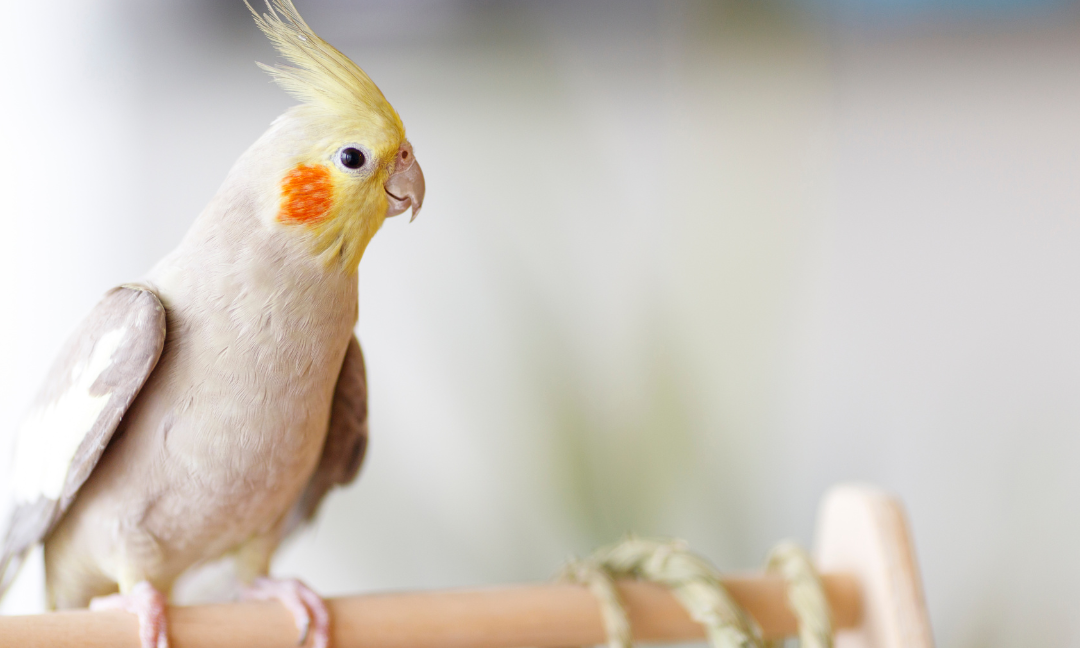 Tips for Caring for Pet Birds