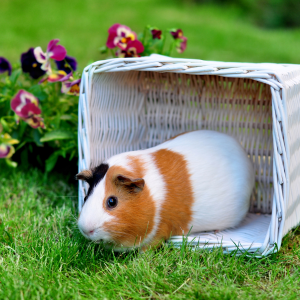 Guinea Pig